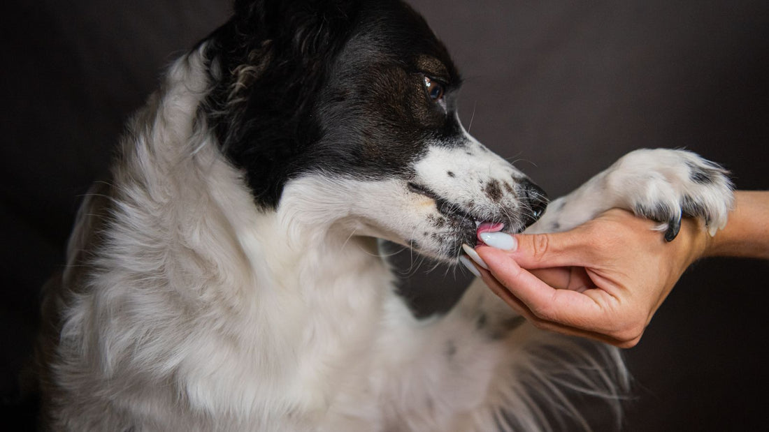Owner caring for their dog's daily health and nutrition