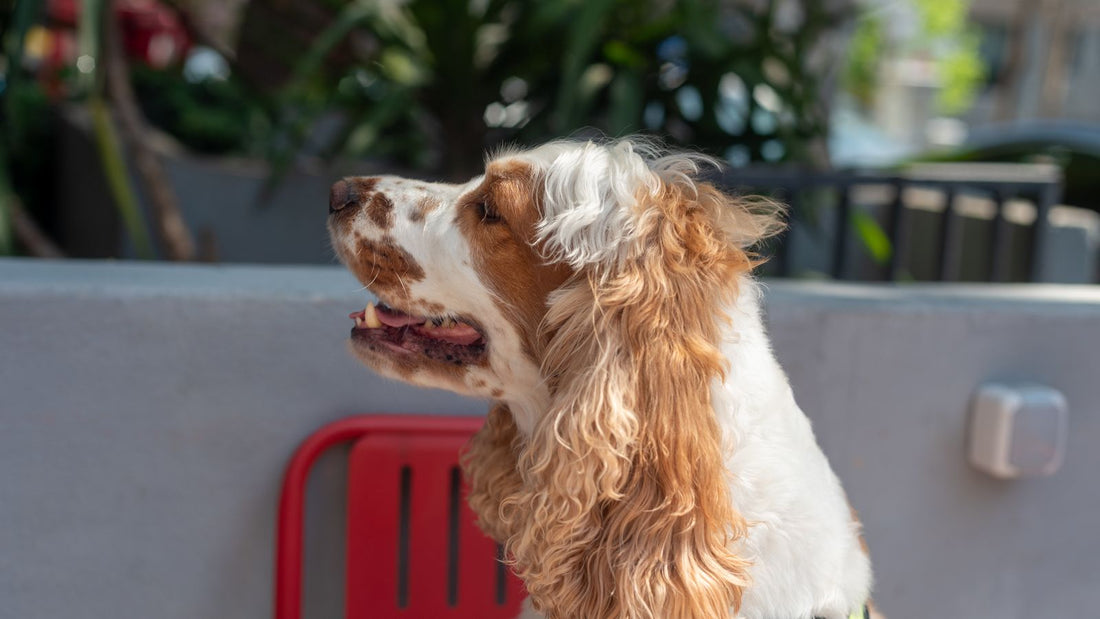 Cocker Spaniel outdoors on a sunny day - UK breed health guide