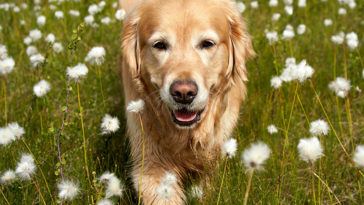 Golden Retriever dog outdoors in grass during allergy season