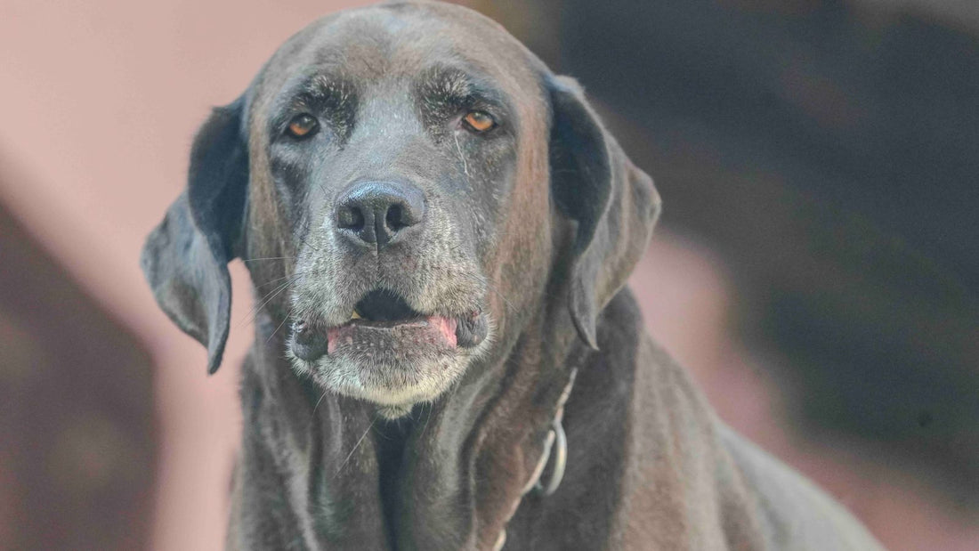 Elderly chocolate Labrador Retriever gazing forward outdoors, representing a senior dog that may show signs of canine cognitive dysfunction