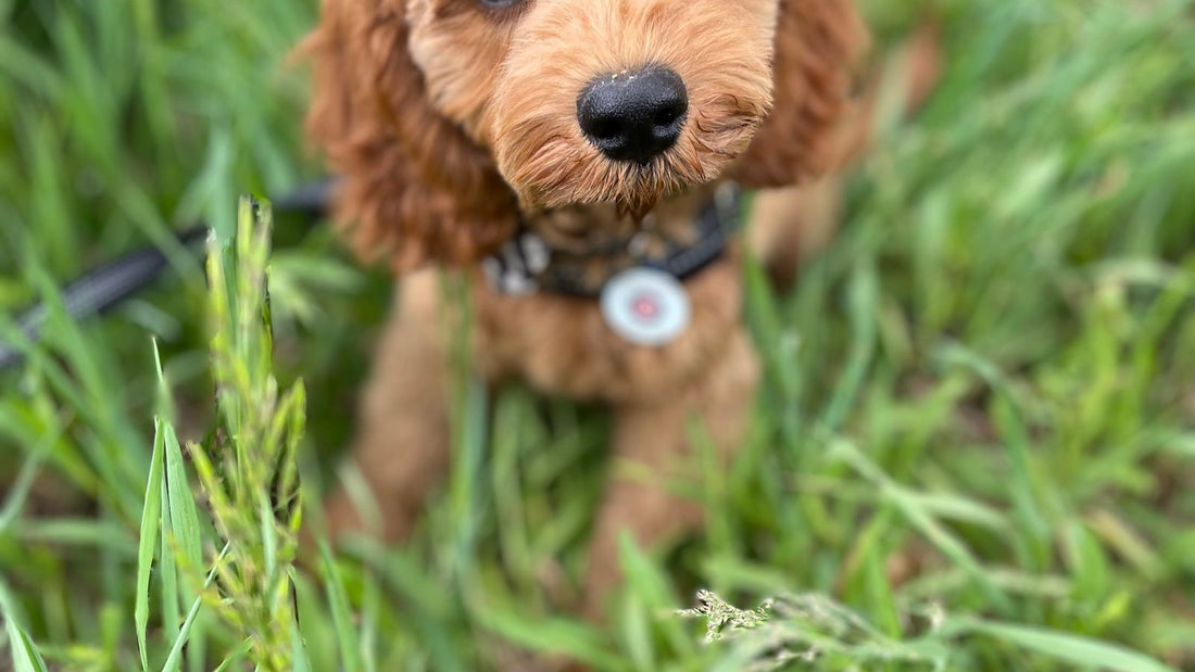 Cavapoo puppy exploring a green meadow outdoors