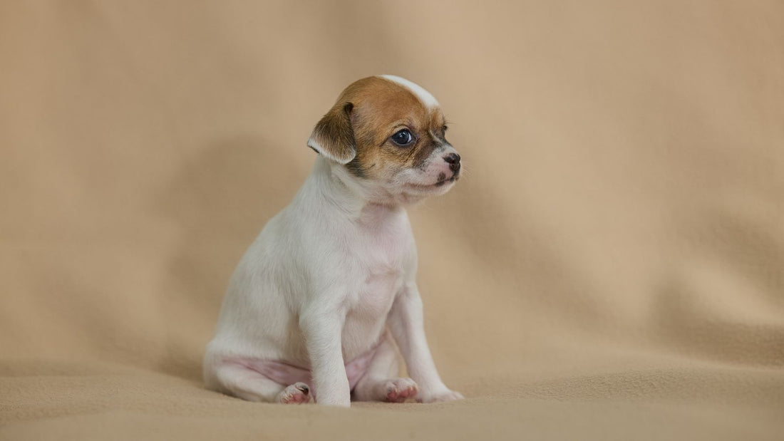 Chihuahua puppy sitting indoors - calming treats for puppies
