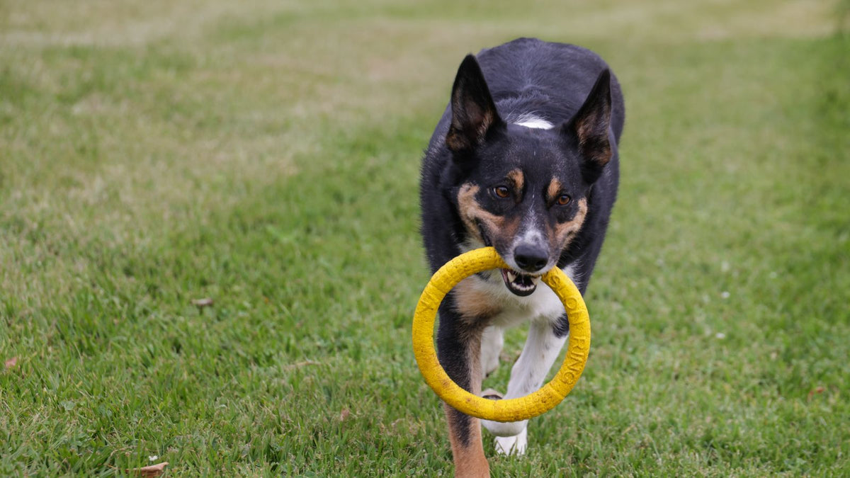 Energetic Border Collie playing outdoors, a breed genuinely linked to ADHD-like research