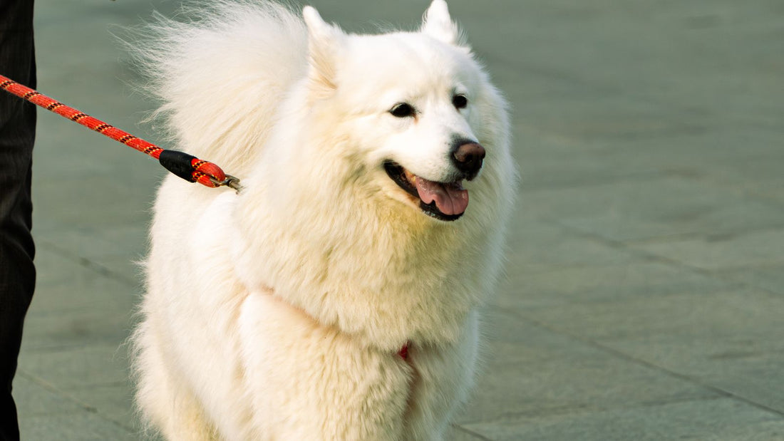 Dog walking closely beside owner, illustrating the bond behind following behaviour