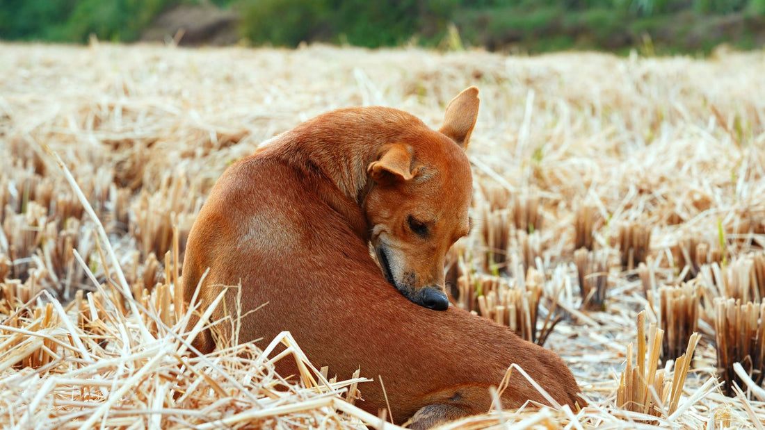 Brown dog self-grooming in a dry field, relevant to hot spots on dogs