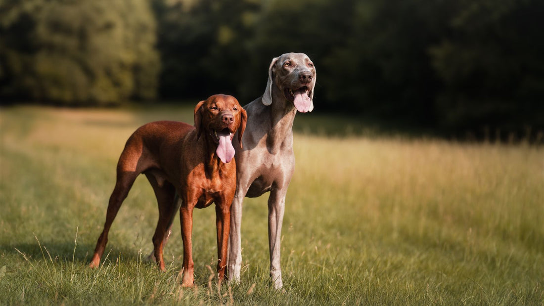 Two dogs enjoying a sunny day outdoors, relevant to fun dog games