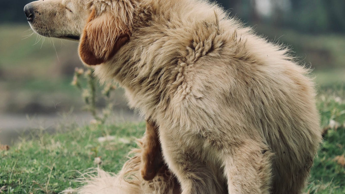Golden Retriever scratching itself in a green meadow, a common sign of allergies in dogs