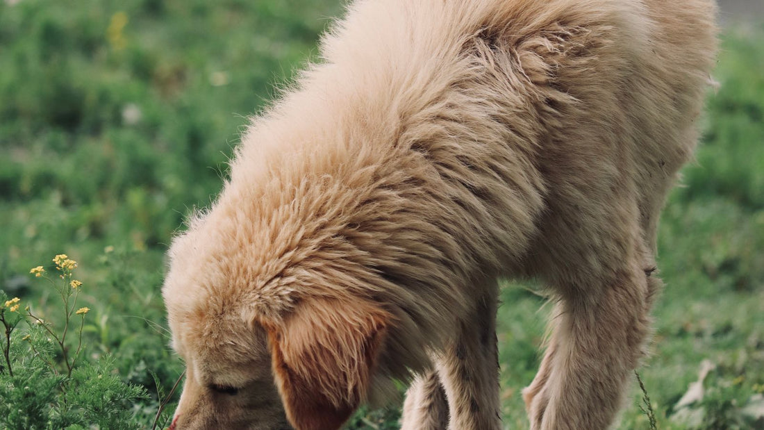 Golden Retriever smelling grass outdoors in a field