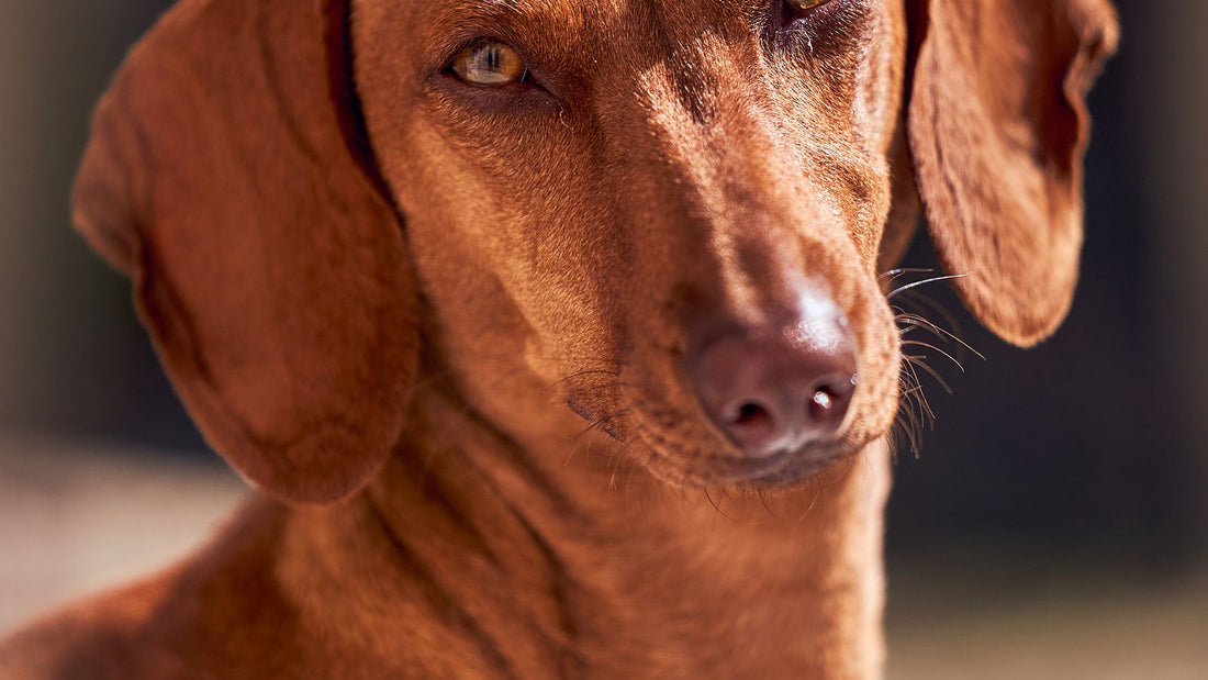 Brown Dachshund dog with a curious expression outdoors