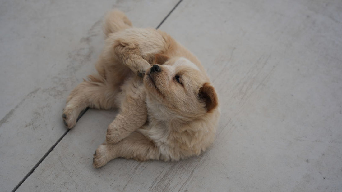 Puppy biting and scratching at its own paw outdoors, a common sign of flea allergy dermatitis in dogs