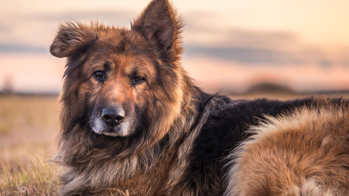 German Shepherd resting outdoors, relevant to alternatives to YuMove for dogs