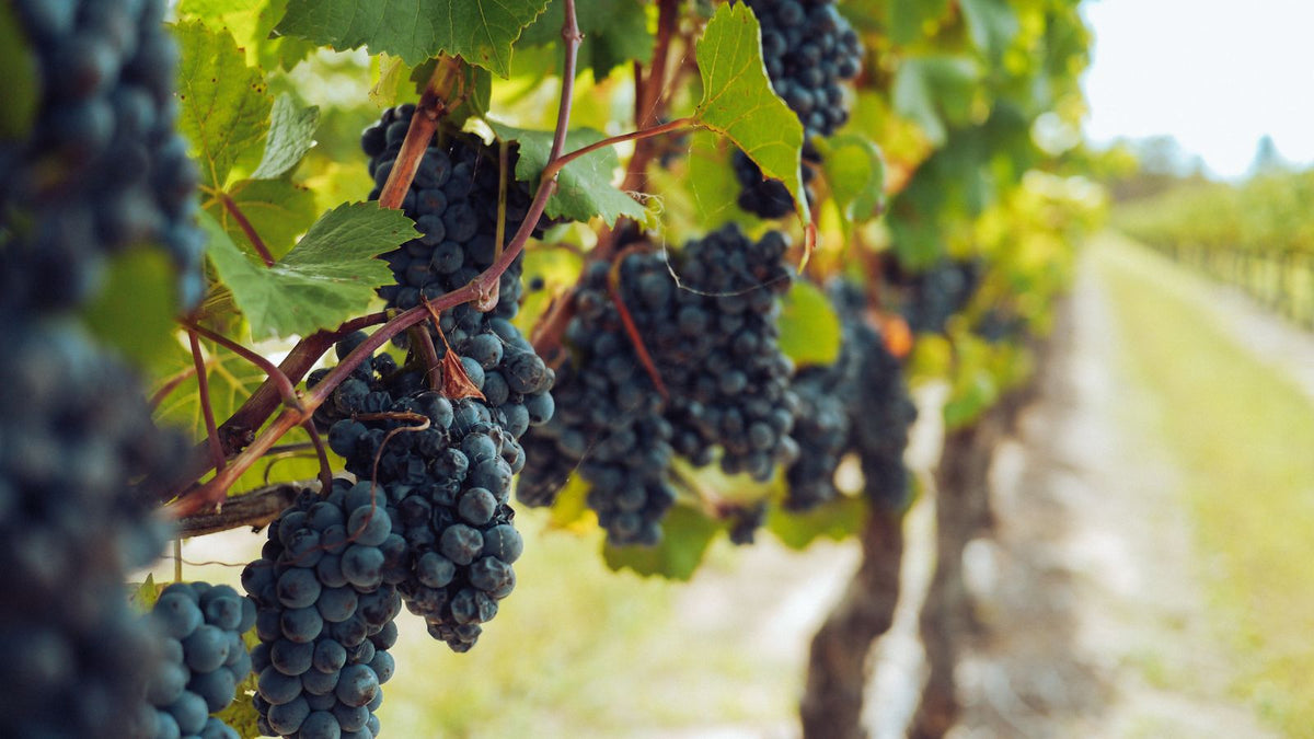 Bunches of purple grapes hanging from vines in a vineyard, the fruit that is toxic to dogs