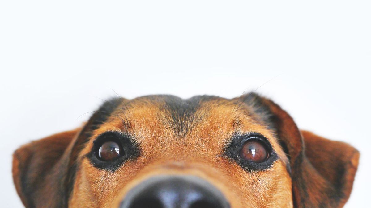 Close-up of a dog's face showing its eyes