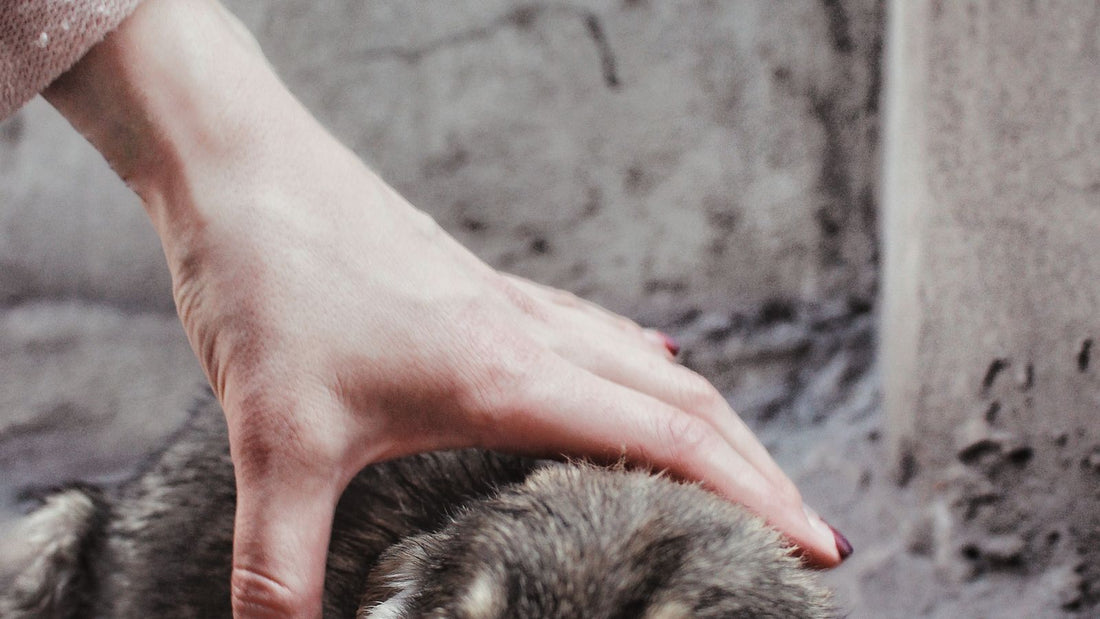 Anxious puppy being comforted by its owner