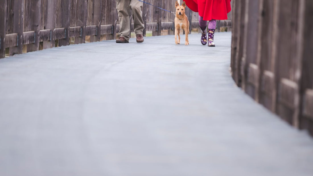 Person walking their dog on a bridge outdoors