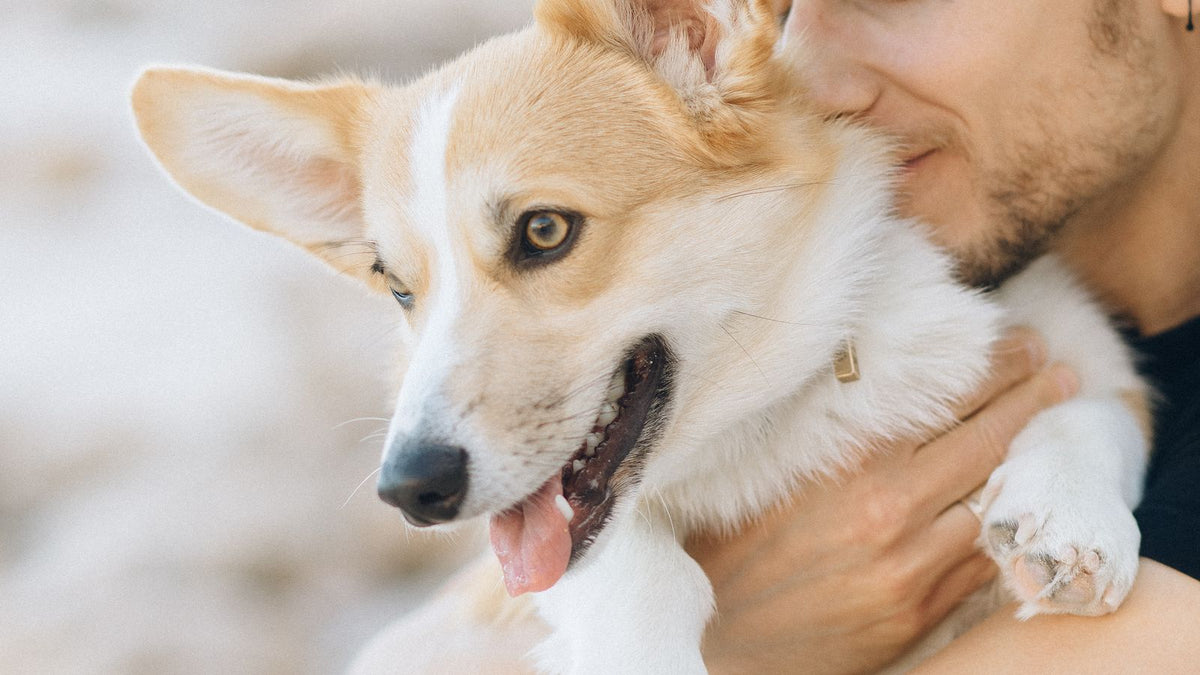 A man affectionately holding a Corgi outdoors
