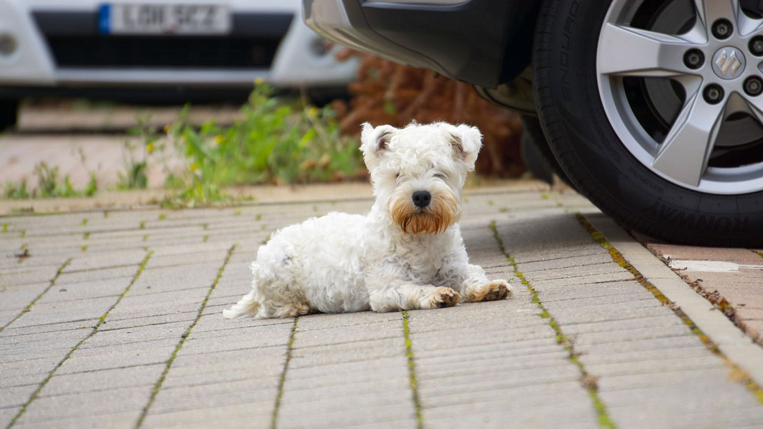 West Highland White Terrier, a breed genetically predisposed to atopic dermatitis, a common skin allergy in dogs