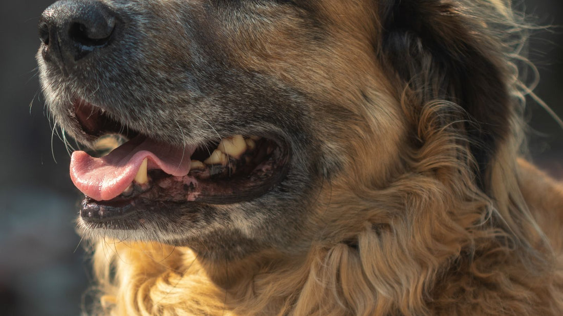 Grey-muzzled senior dog resting