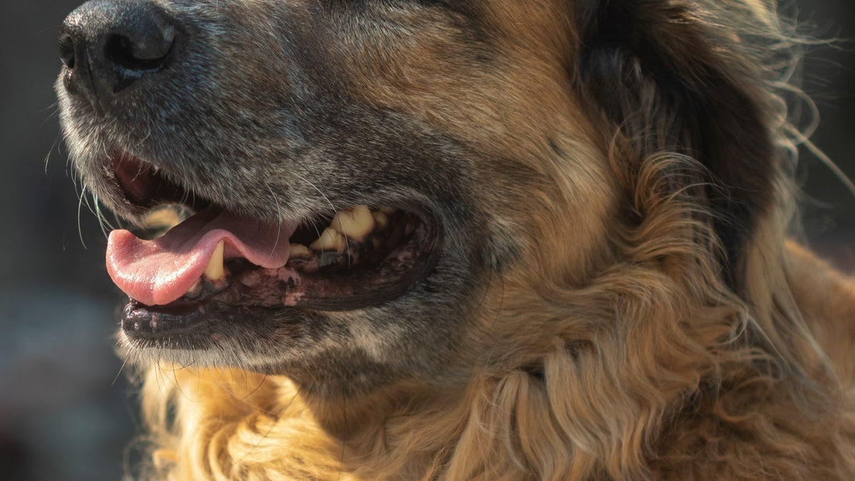 Older dog resting, showing signs of joint stiffness