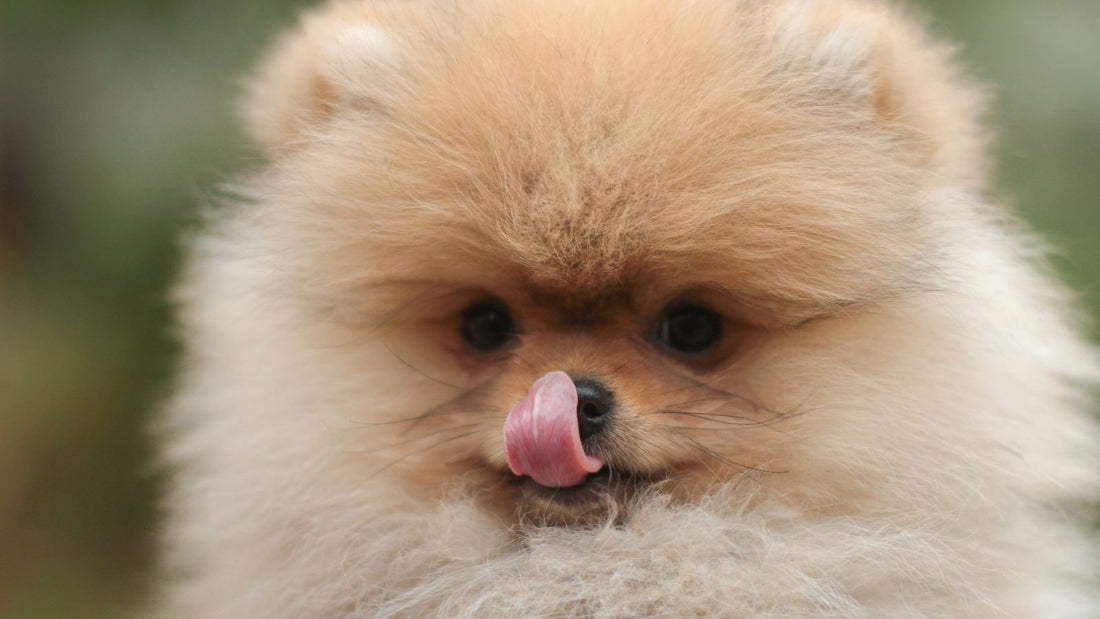 Pomeranian dog outdoors - UK breed health guide
