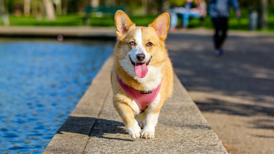 A dog resting