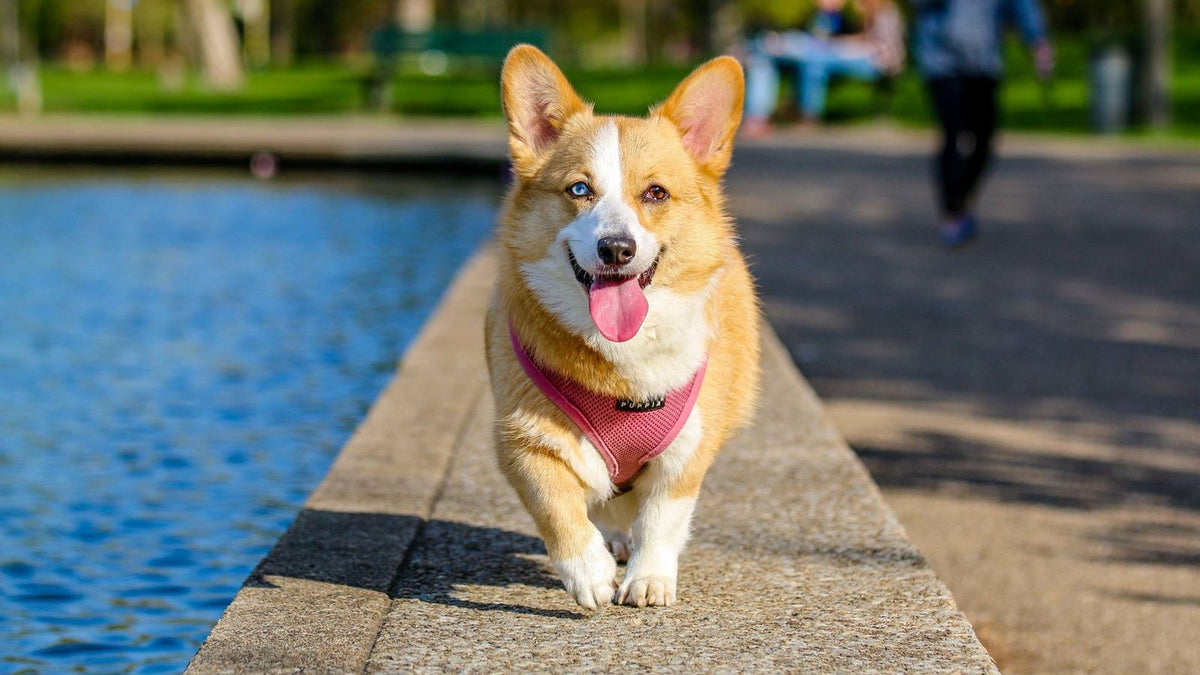 A dog resting