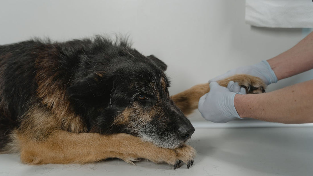 Veterinarian examining a dog's paw, relevant to glucosamine for dogs