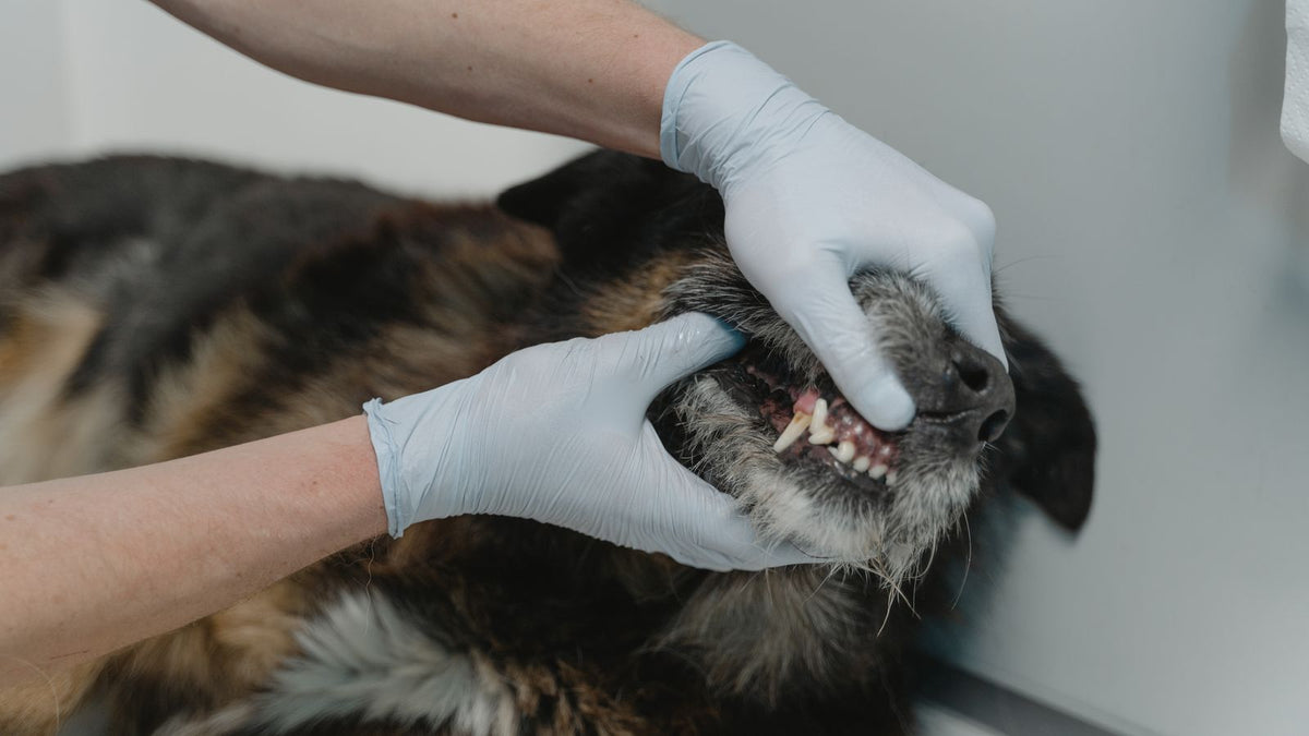 A veterinarian examining a dog's teeth and gums during a dental checkup