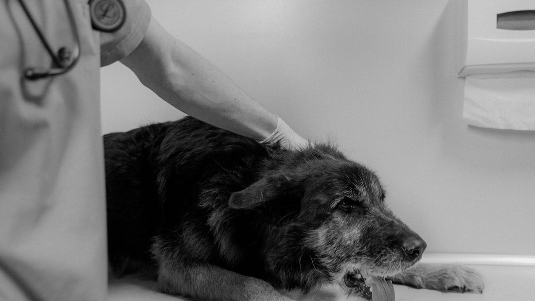 Veterinarian treating a dog, relevant to anal gland health in dogs