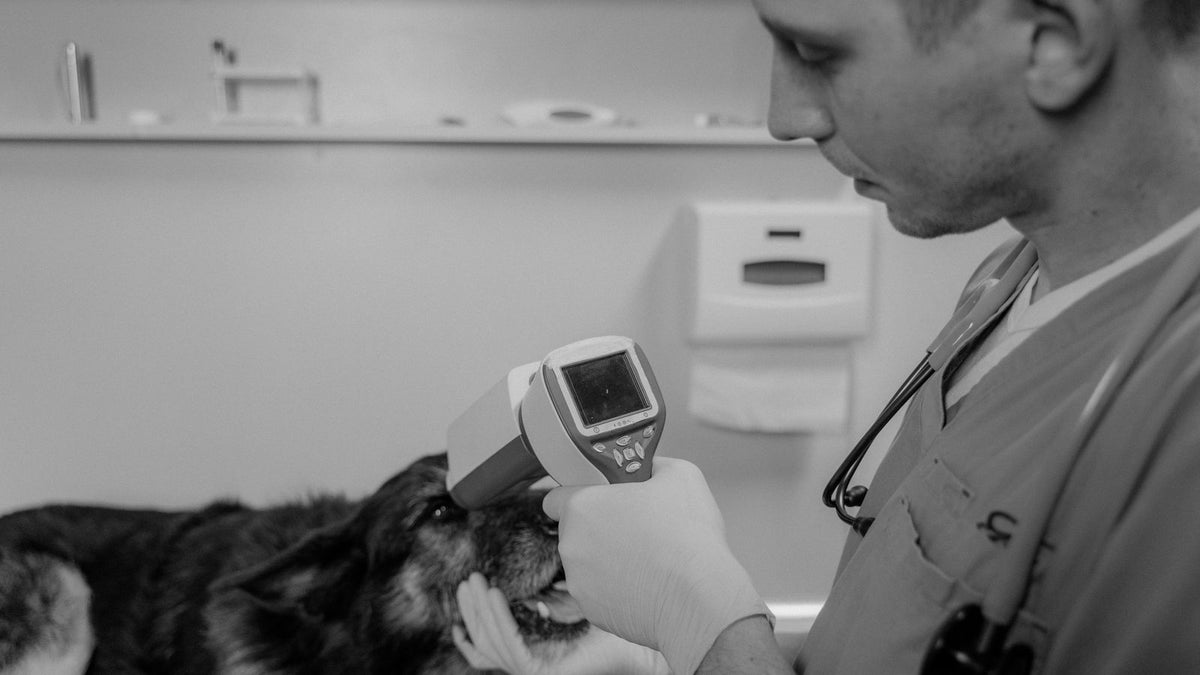 Vet examining a dog's eyes with a diagnostic light during a neurological check for ataxia