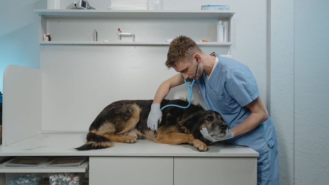 A veterinarian examining a dog with a stethoscope during a check-up after vomiting