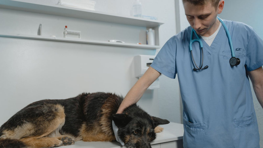 Veterinarian examining a dog on a clinic table during a health check