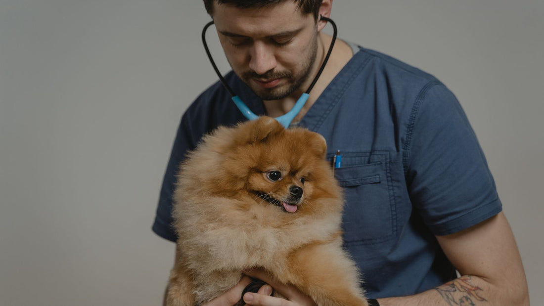 Veterinarian examining a dog during a routine checkup, relevant to anal gland health