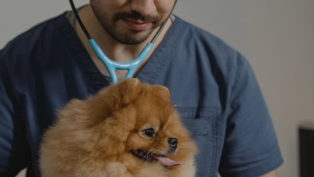 A vet examining a dog with a stethoscope during a check-up for diabetes symptoms