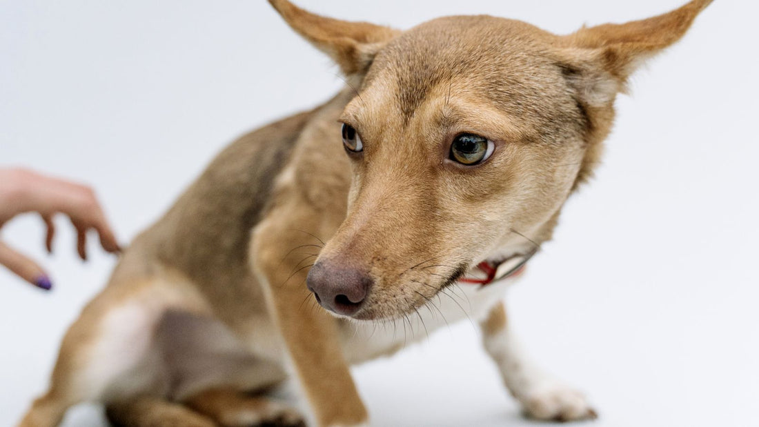 Close-up of a dog's mouth - why does my dog's breath smell like fish