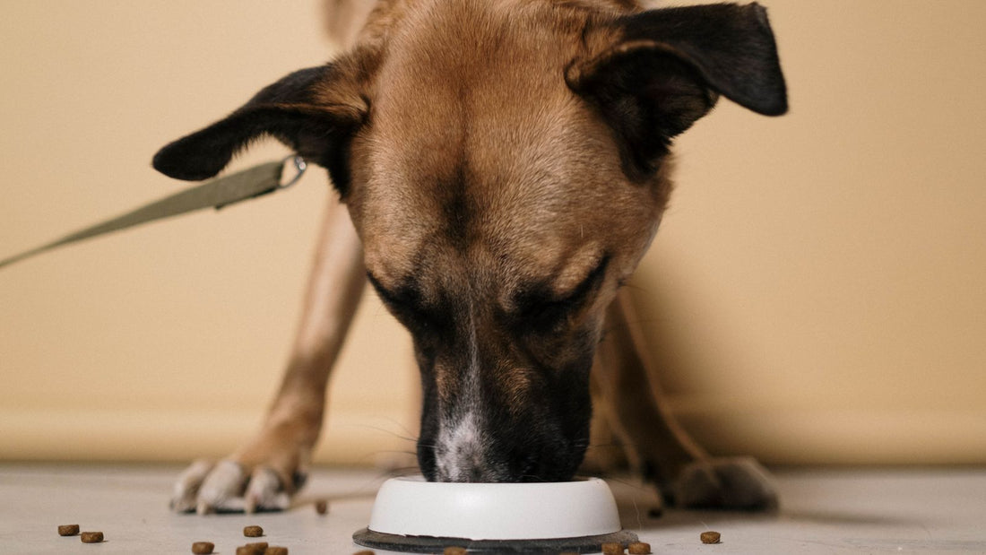 Dog eating from a bowl, relevant to dog gut health and digestion