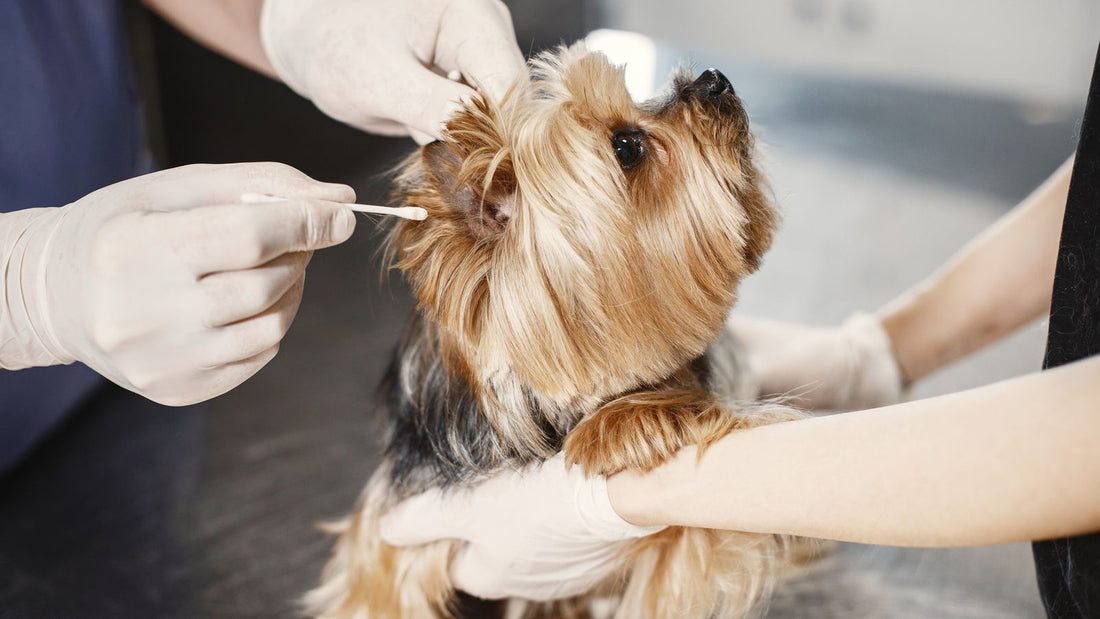 Veterinarian cleaning a Yorkshire Terrier's ear with a cotton bud while wearing gloves