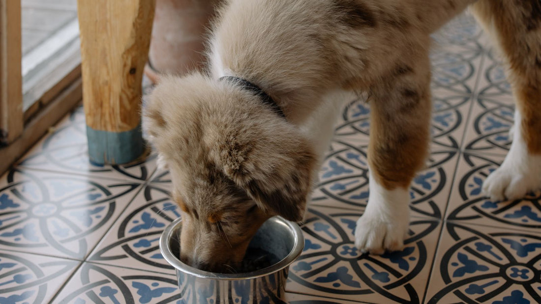 Dog eating from a bowl, fast eating is the most common cause of burping in dogs