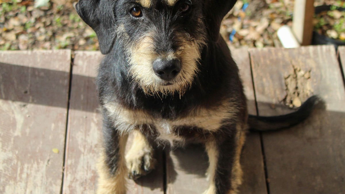 Border Terrier outdoors - UK breed health guide