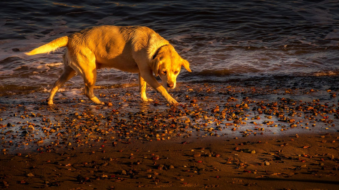 Large breed dog walking outdoors