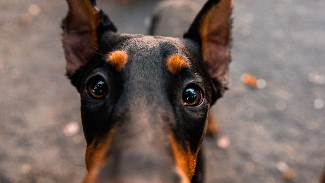Close-up of a Doberman Pinscher looking up outdoors