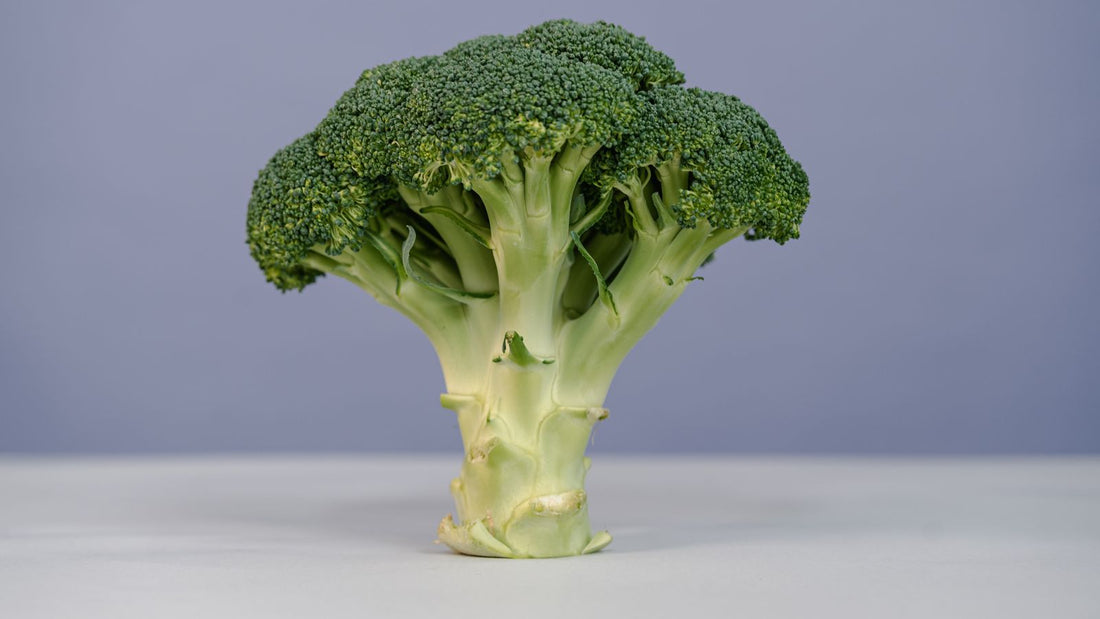 Fresh green broccoli head with stem