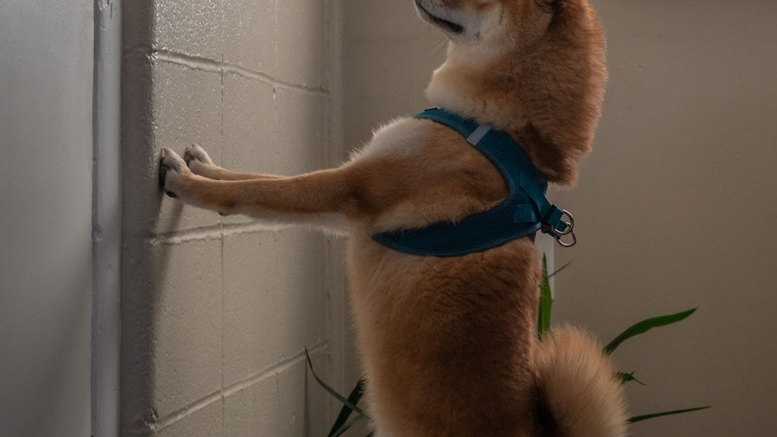 Dog waiting eagerly by the door indoors