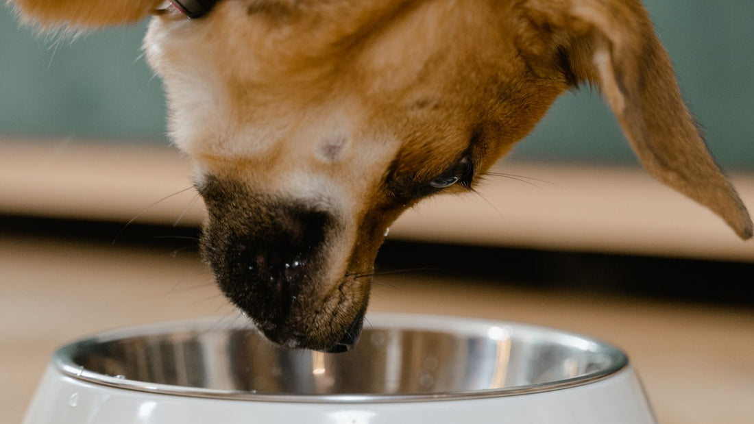 Dog eating from a bowl - signs of nutritional deficiency in dogs
