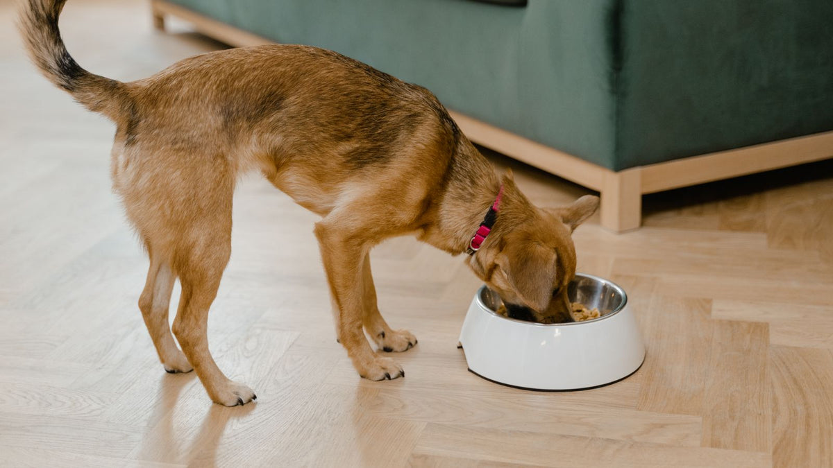 Dog eating a healthy meal - prebiotics vs probiotics for dogs