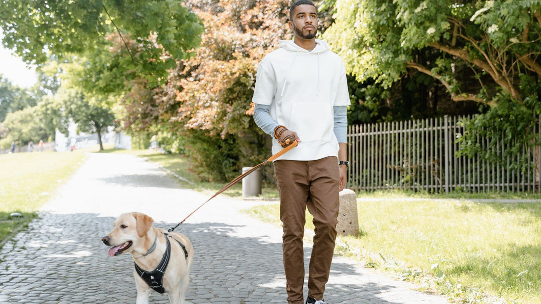 Owner walking a Labrador in a park - signs your dog needs a probiotic