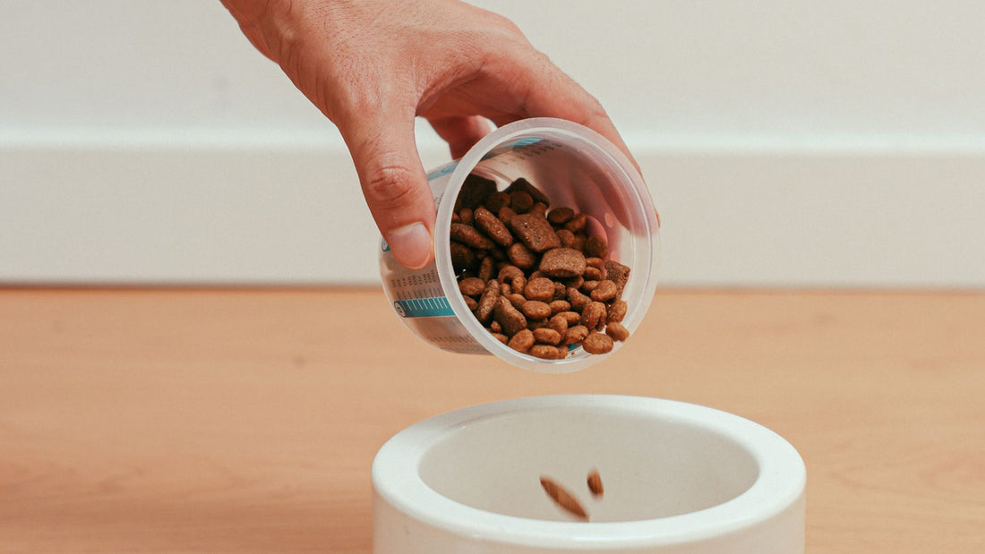 Owner pouring dog food into a bowl, part of checking whether a dog needs a vitamin supplement