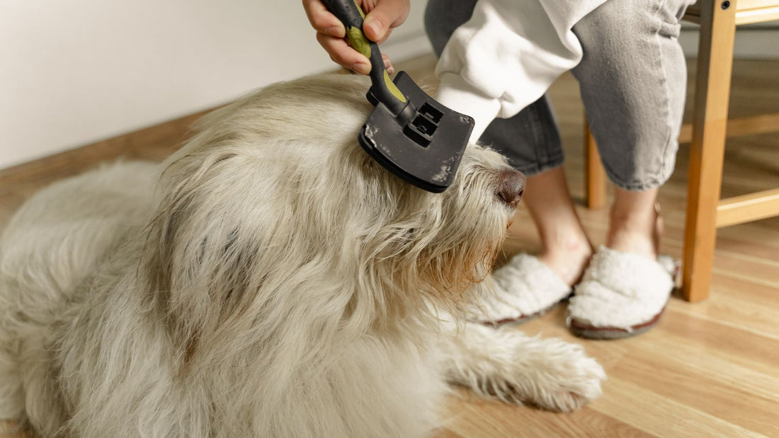 Person brushing a fluffy dog's coat indoors to check for dry, flaky skin