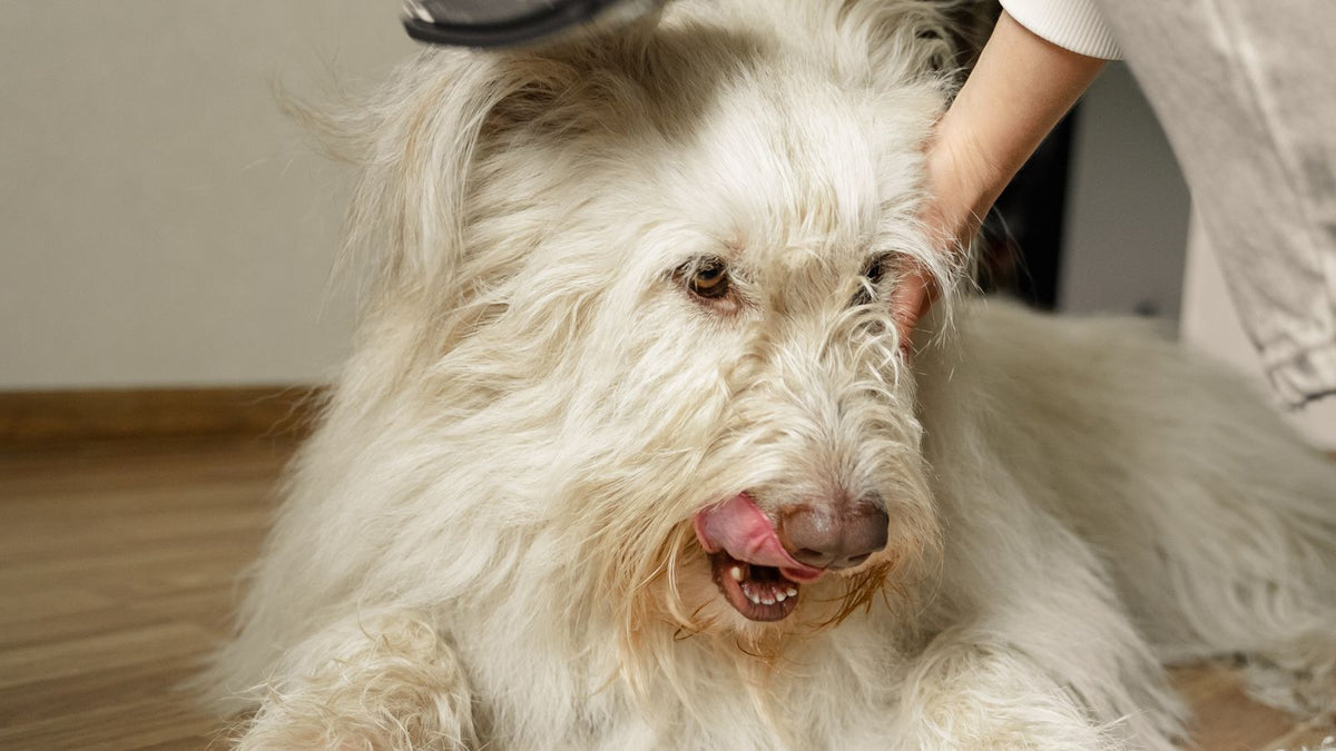 Fluffy dog being brushed at home to reduce shedding