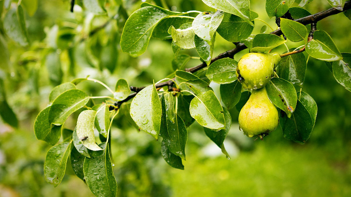 Green pears with raindrops, relevant to whether dogs can eat pears